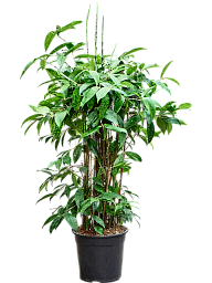 Easy-Care Spotted Gold Dust Dracaena surculosa (140-170) Indoor House Plants