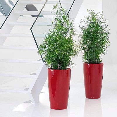 LECHUZA Rondo Round Tall Poly Resin Self-watering Planter