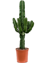 Impressive African Milk Tree Euphorbia erytrea Indoor House Plants