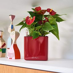 LECHUZA CUBE Glossy Square Poly Resin Indoor Self-watering Planter
