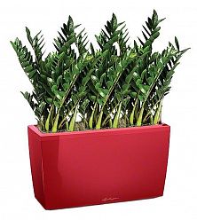 Zamioculcas Green Wall in LECHUZA CARARO Self-watering Planter, Total Height 110 cm