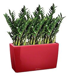 Zamioculcas Green Wall in LECHUZA CARARO Self-watering Planter, Total Height 110 cm