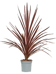 Photogenic Ti Plant Cordyline australis 'Red Star' Indoor House Plants