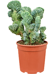 Myrtillocactus geometrizans 'Cristata Strictus'
