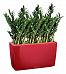 Zamioculcas Green Wall in LECHUZA CARARO Self-watering Planter, Total Height 110 cm