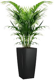 Howea Forsteriana in LECHUZA CUBICO Self-watering Planter, Total Height 150 cm