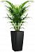 Howea Forsteriana in LECHUZA CUBICO Self-watering Planter, Total Height 150 cm