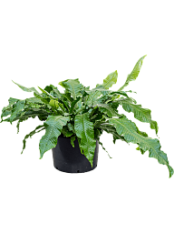 Vibrant Crocodile Fern Microsorum crocodyllus Indoor House Plants