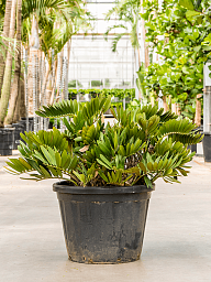 Lush Cardboard Palm Zamia furfuracea (80-100) Indoor House Plants