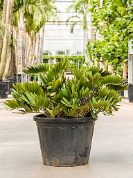 Lush Cardboard Palm Zamia furfuracea (80-100) Indoor House Plants