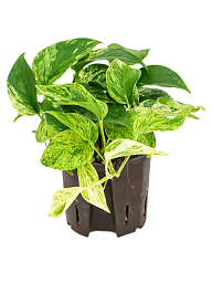 Shade-loving Satin Pothos Scindapsus (Epipremnum) 'Marble Queen' Indoor House Plants