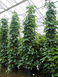 Lush Chestnut Vine Tetrastigma voinierianum Indoor House Plants