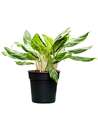 Showy Chinese Evergreen Aglaonema 'Madonna' (50-60) Indoor House Plants