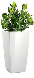 Clusia in LECHUZA CUBICO Self-watering Planter, Total Height 90 cm