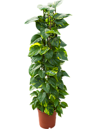 Shade-loving Pothos Scindapsus (Epipremnum) 'Aureum' Indoor House Plants