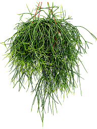 Easy-Care Mistletoe Cactus Rhipsalis pulchra Indoor House Plants