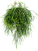 Easy-Care Mistletoe Cactus Rhipsalis pulchra Indoor House Plants