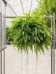Shade-loving Boston Fern Nephrolepis exaltata 'Boston' Indoor House Plants