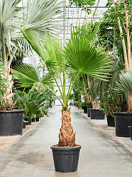 Tropical Skyduster Washingtonia robusta Tall Indoor House Plants Trees