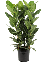 Lush Banyan Fig Ficus benghalensis 'Audrey' Indoor House Plants