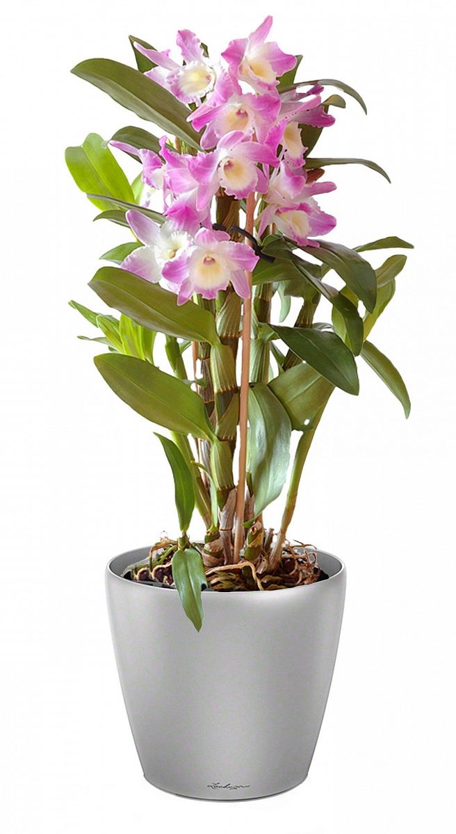 Blooming Dendrobium Orchid in LECHUZA CLASSICO LS Self-watering Planter, Total Height 60 cm