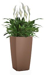 Blooming Spathiphyllum Sweet Chico in LECHUZA CUBICO Color Self-watering Planter, Total Height 60 cm