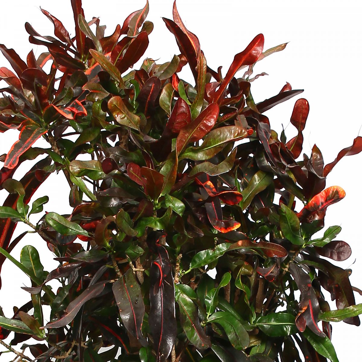 Striking Croton (Codiaeum) variegatum 'Mammi' Indoor House Plants