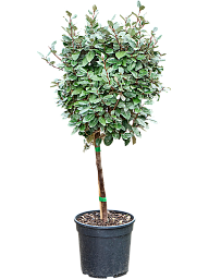 Elaeagnus ebbingei 'Compacta' (140-160)