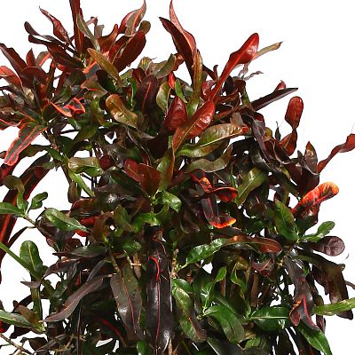 Striking Croton (Codiaeum) variegatum 'Mammi' Indoor House Plants