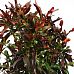 Striking Croton (Codiaeum) variegatum 'Mammi' Indoor House Plants