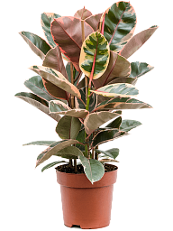 Lush Rubber Plant Ficus elastica 'Belize' Indoor House Plants
