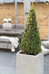 Photogenic Boxwood Buxus pyramid (Buxus Sempervirens)