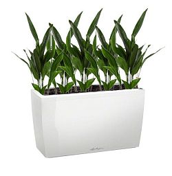 Aspidistra in LECHUZA CARARO Self-watering Planter, Total Height 120 cm