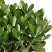 Easy-Care Jade Plant Crassula ovata Indoor House Plants