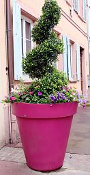 Photogenic Boxwood Buxus spiral (Buxus Sempervirens)