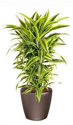 Dracaena Fragrans Lemon Lime in LECHUZA CLASSICO LS Self-watering Planter, Total Height 120 cm