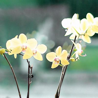 Blooming Yellow Orchids in LECHUZA DELTA Self-watering Planter, Total Height 70 cm