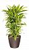 Dracaena Fragrans Lemon Lime in LECHUZA CLASSICO LS Self-watering Planter, Total Height 120 cm