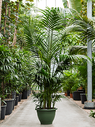 Lush Sentry Palm Kentia (Howea) forsteriana Indoor House Plants