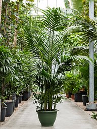 Lush Sentry Palm Kentia (Howea) forsteriana Indoor House Plants