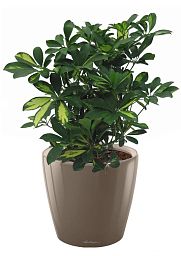 Schefflera in LECHUZA CLASSICO LS Self-watering Planter, Total Height 60 cm