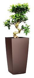 Ficus Microcarpa in LECHUZA CUBICO Self-watering Planter, Total Height 105 cm