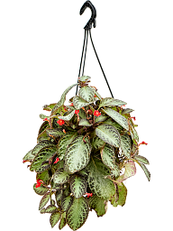 Episcia cupreata