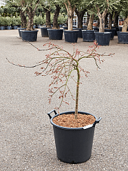 Colorful Maple Acer pal. 'Pendulum Julian' Outdoor Plants
