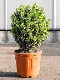 Showy Spindletree Euonymus japonicus 'Albomarginatus'