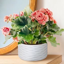 IDEALIST Lite Wave Style Table and Hanging Cylinder Round Plant Pot Dual Use Indoor Planter