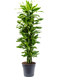 Insta-friendly Corn Plant Dracaena fragrans 'Golden Coast' Tall Indoor House Plants Trees