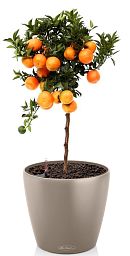 Tangerine Tree in LECHUZA CLASSICO Color Self-watering Planter, Total Height 85 cm