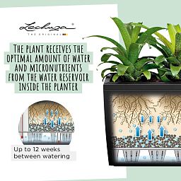 LECHUZA CARARO Trough Poly Resin Self-watering Planter