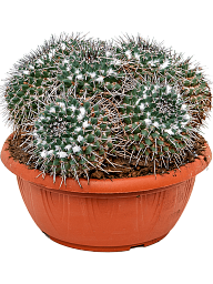 Cute Mother of Hundreds Cactus Mammillaria compressa Indoor House Plants